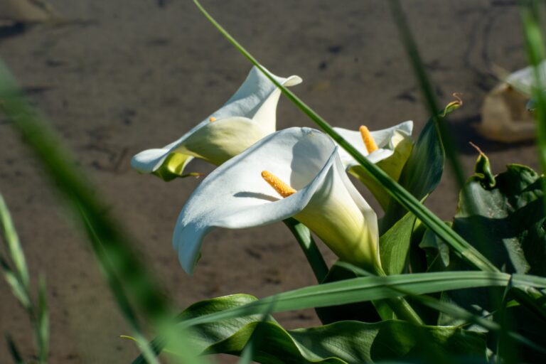 Terruño 3 Terruno 15