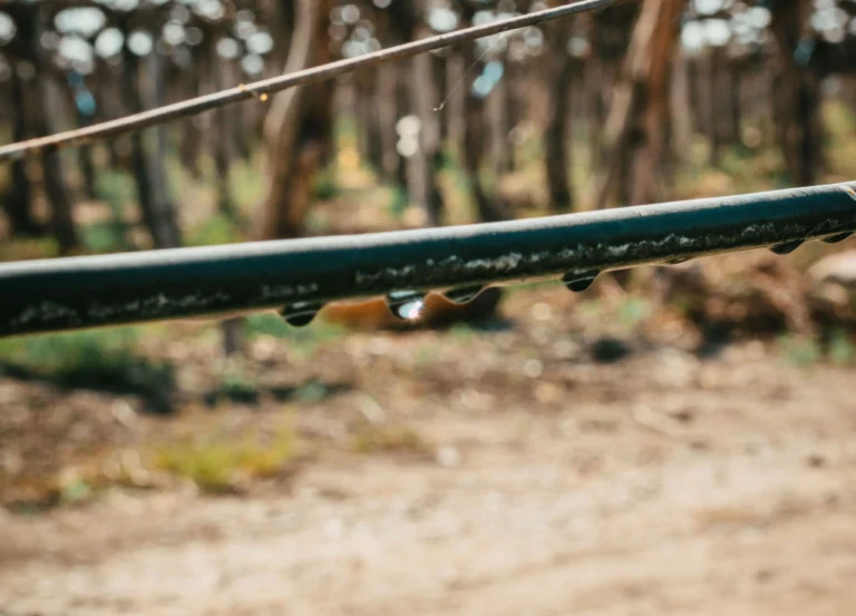 Terruño 7 giuliani 1 min