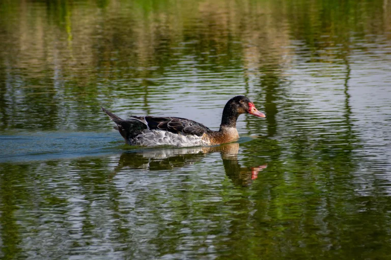 Terruño 14 giuliani 3 min