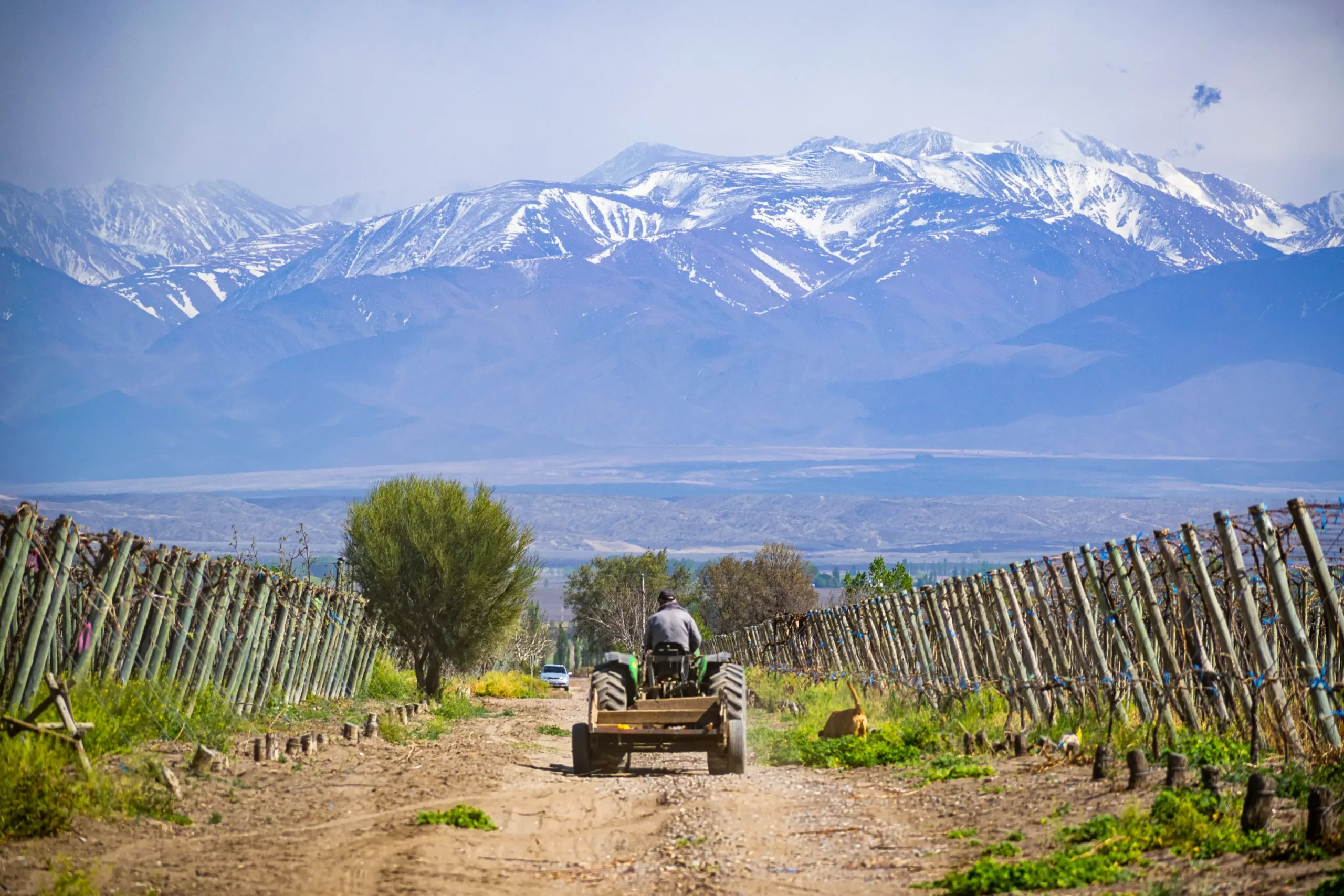 Terruño 11 BODEGA FAMILIA GIULIANI