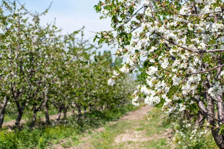 Terruño 10 giuliani 8 min